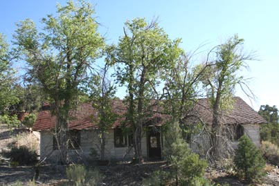 the trees were originally in pots